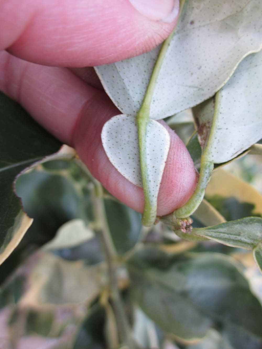              Petiole (Winter Haven, FL)       